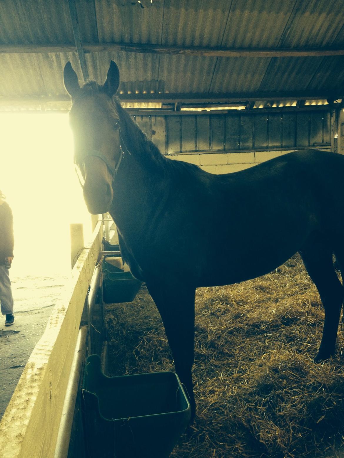 Dansk Varmblod Calvados J. billede 18