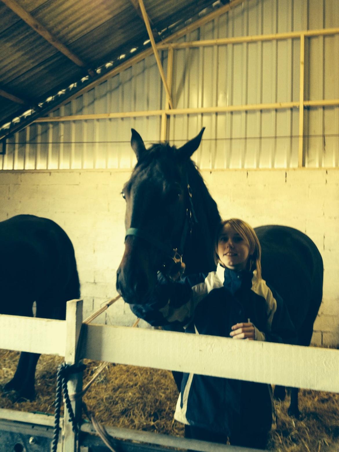 Dansk Varmblod Calvados J. billede 19