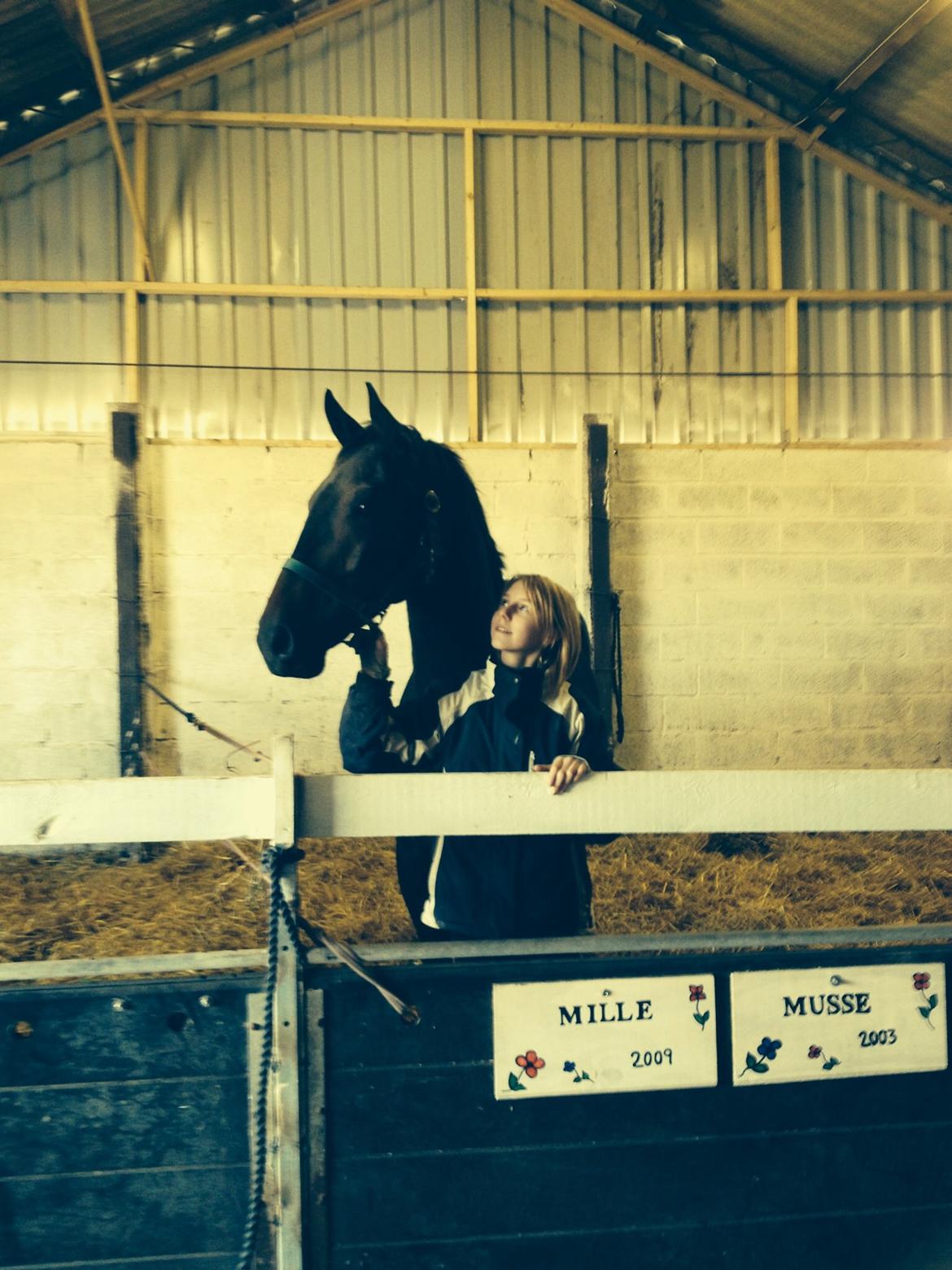 Dansk Varmblod Calvados J. billede 20