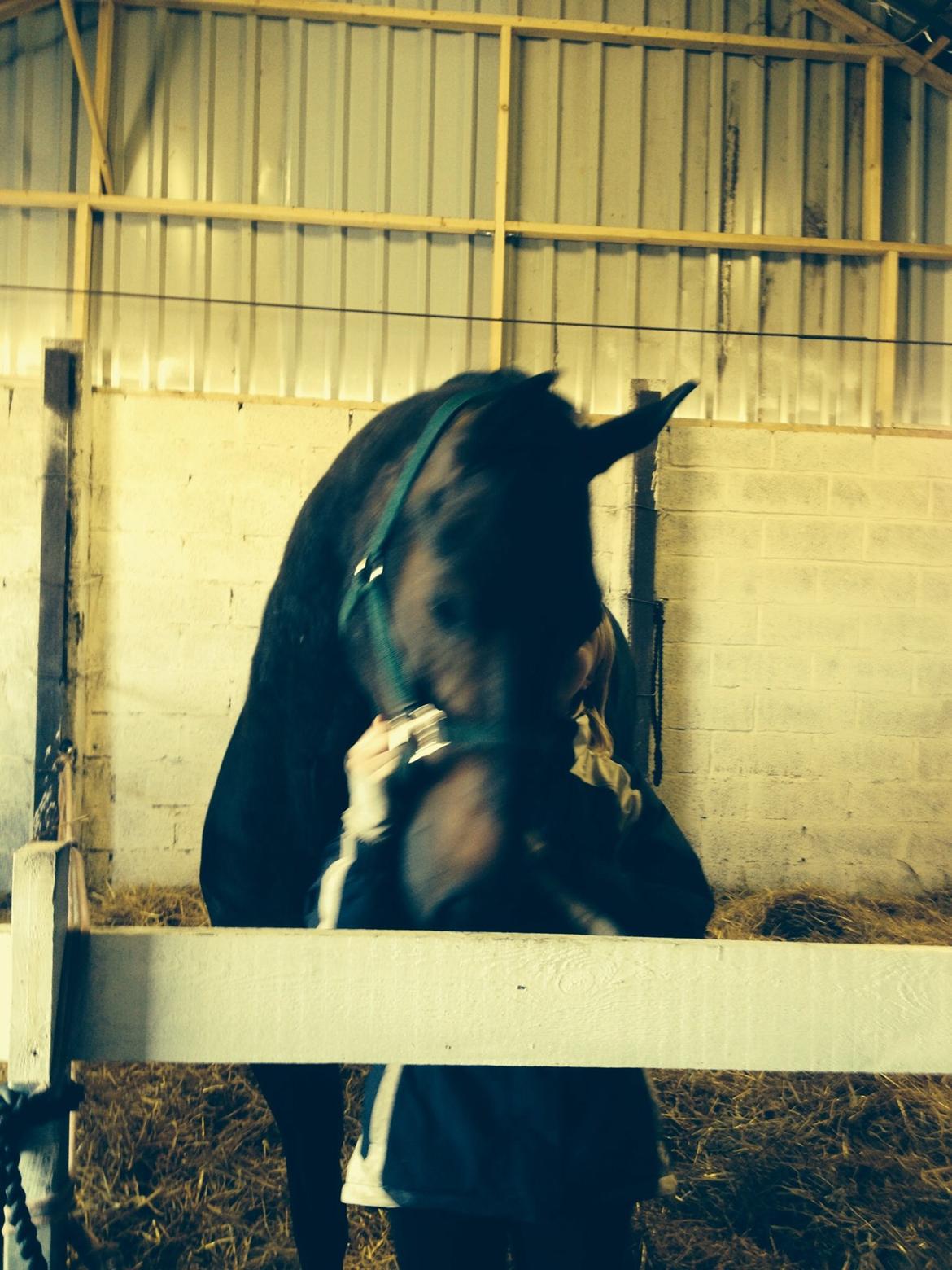 Dansk Varmblod Calvados J. billede 21