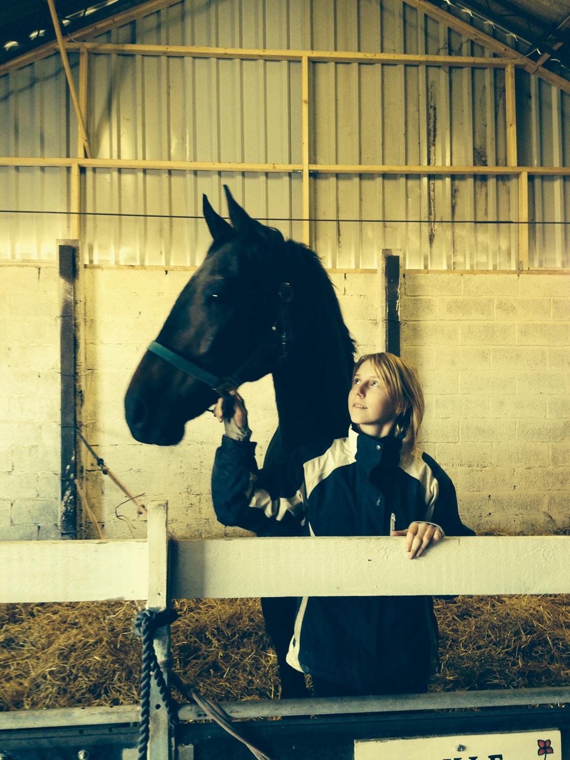 Dansk Varmblod Calvados J. billede 22