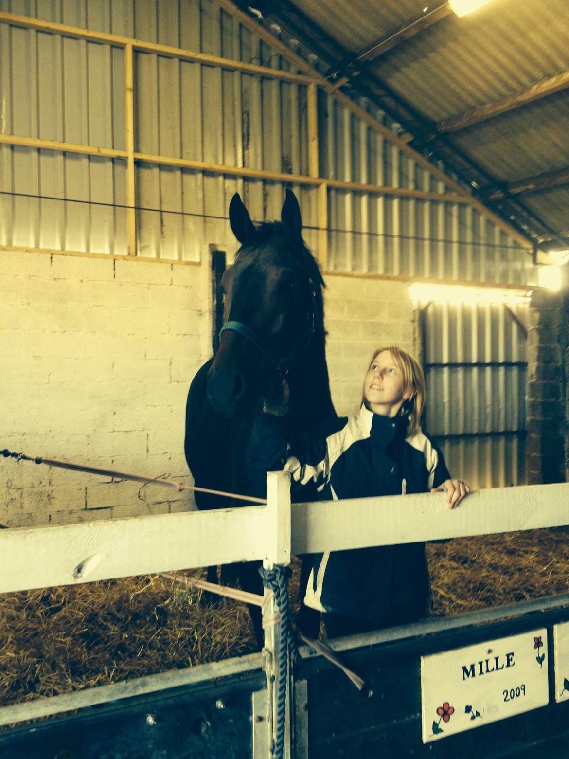 Dansk Varmblod Calvados J. billede 23