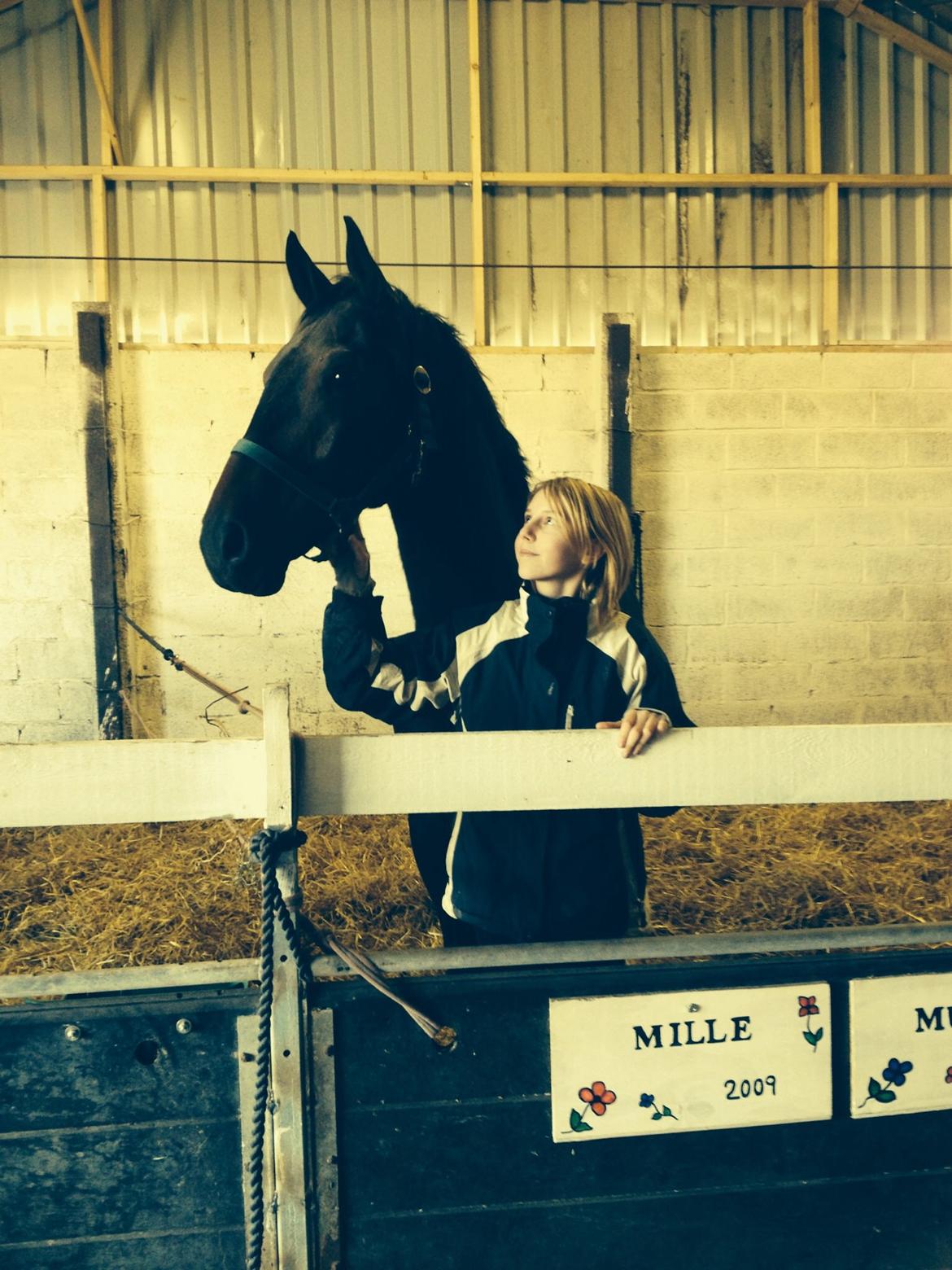 Dansk Varmblod Calvados J. billede 25