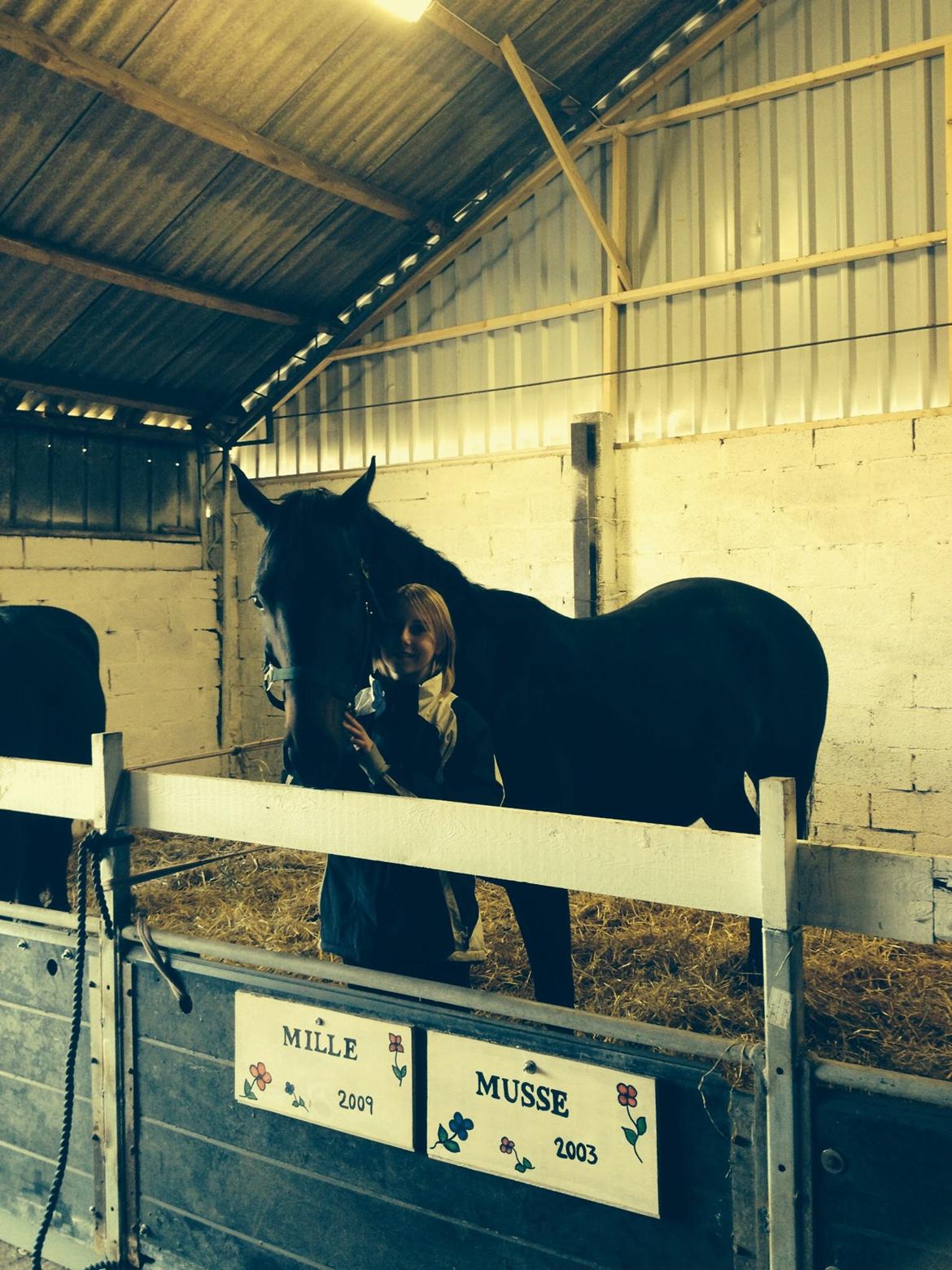 Dansk Varmblod Calvados J. billede 26