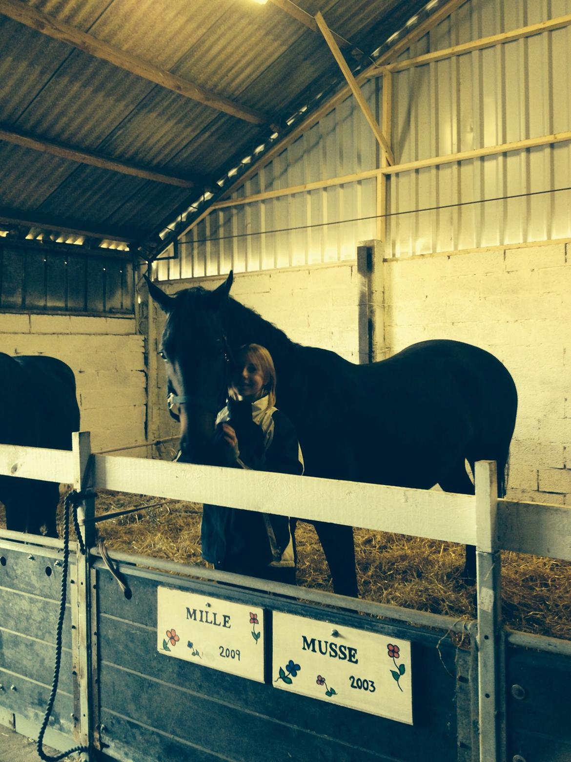 Dansk Varmblod Calvados J. billede 27