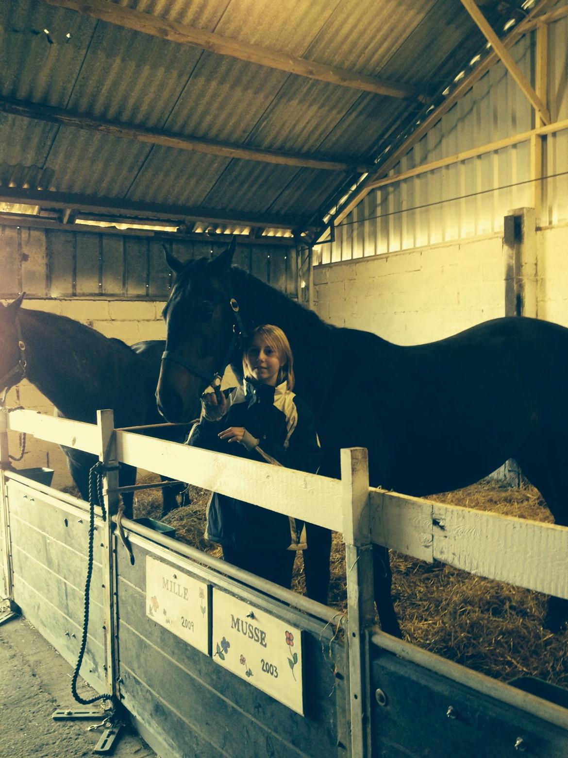 Dansk Varmblod Calvados J. billede 28