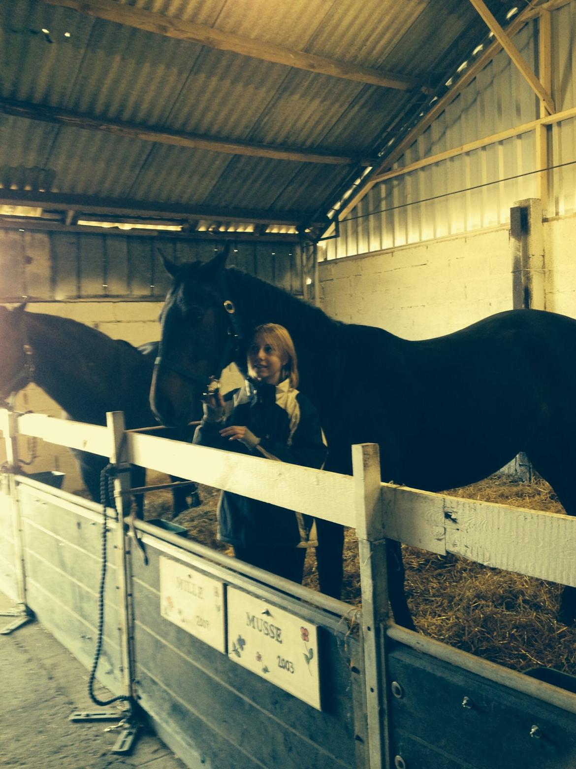 Dansk Varmblod Calvados J. billede 29