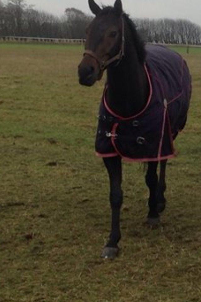 Dansk Varmblod Calvados J. billede 30