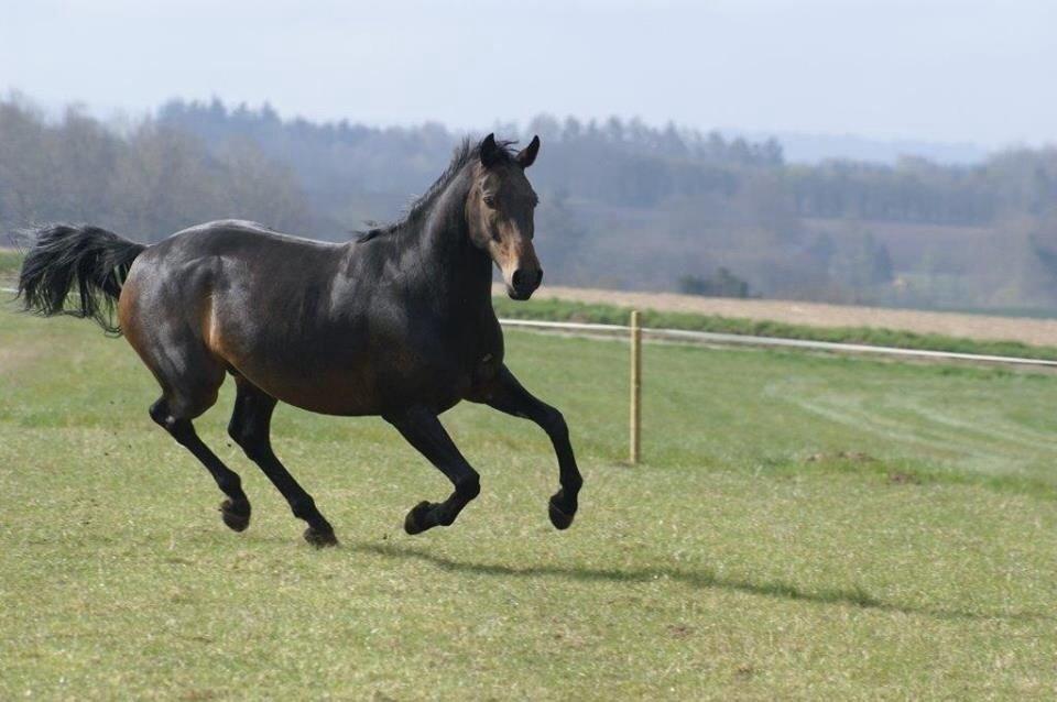 Dansk Varmblod Calvados J. billede 31