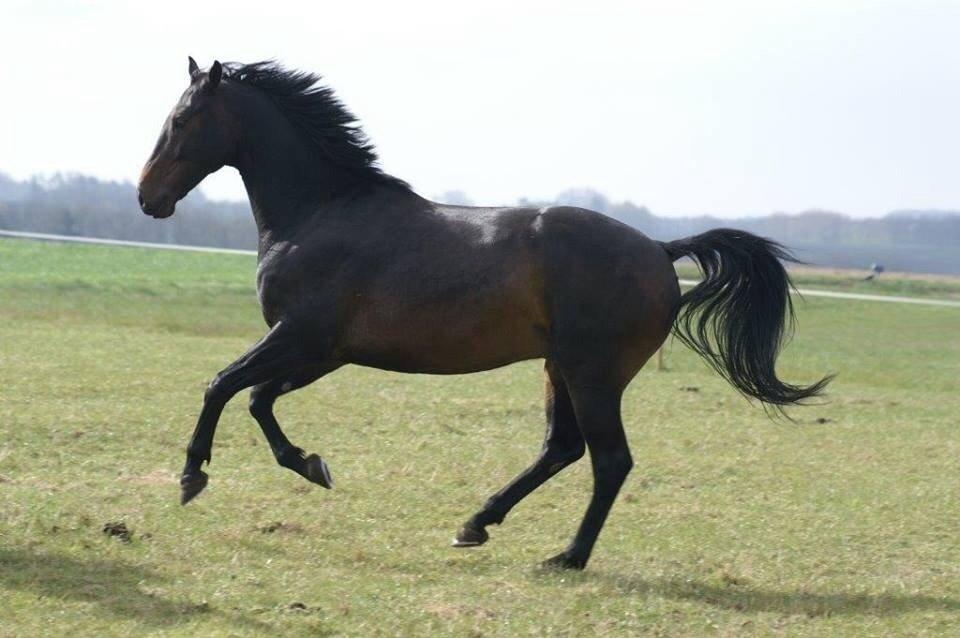 Dansk Varmblod Calvados J. billede 32