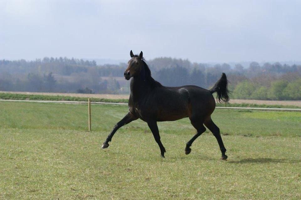 Dansk Varmblod Calvados J. billede 33