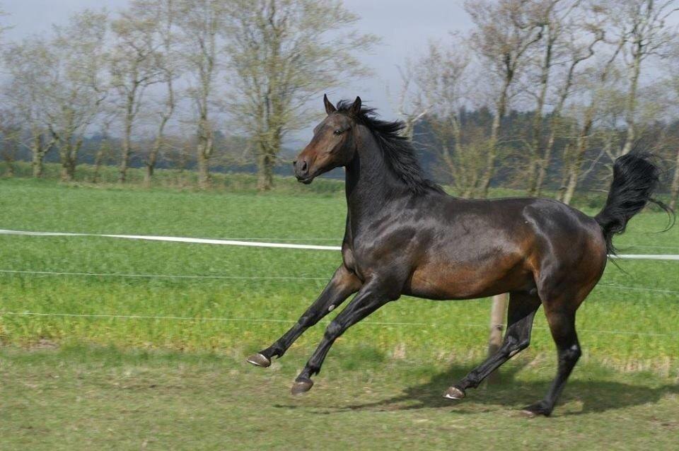 Dansk Varmblod Calvados J. billede 34