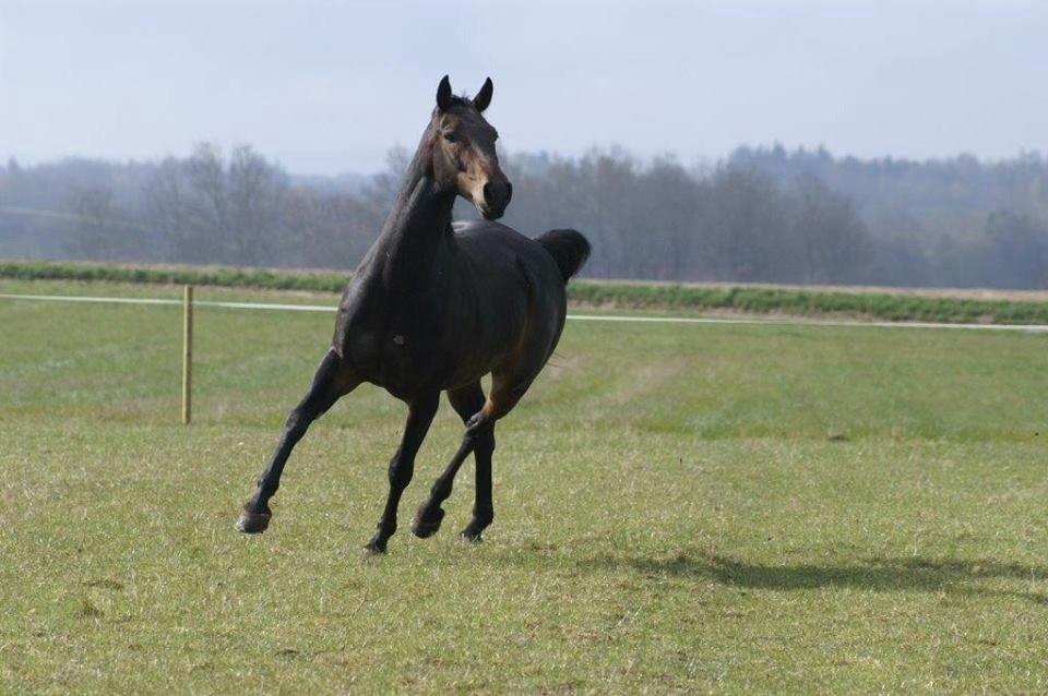 Dansk Varmblod Calvados J. billede 35