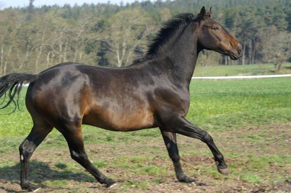 Dansk Varmblod Calvados J. billede 36