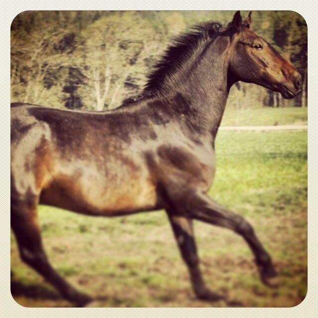 Dansk Varmblod Calvados J. billede 37