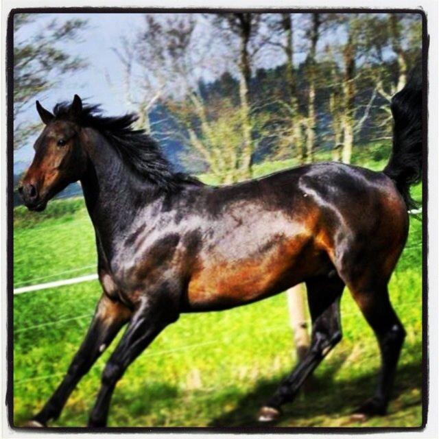 Dansk Varmblod Calvados J. billede 38