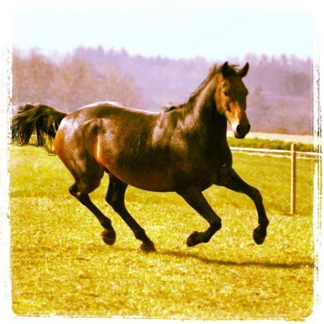 Dansk Varmblod Calvados J. billede 39