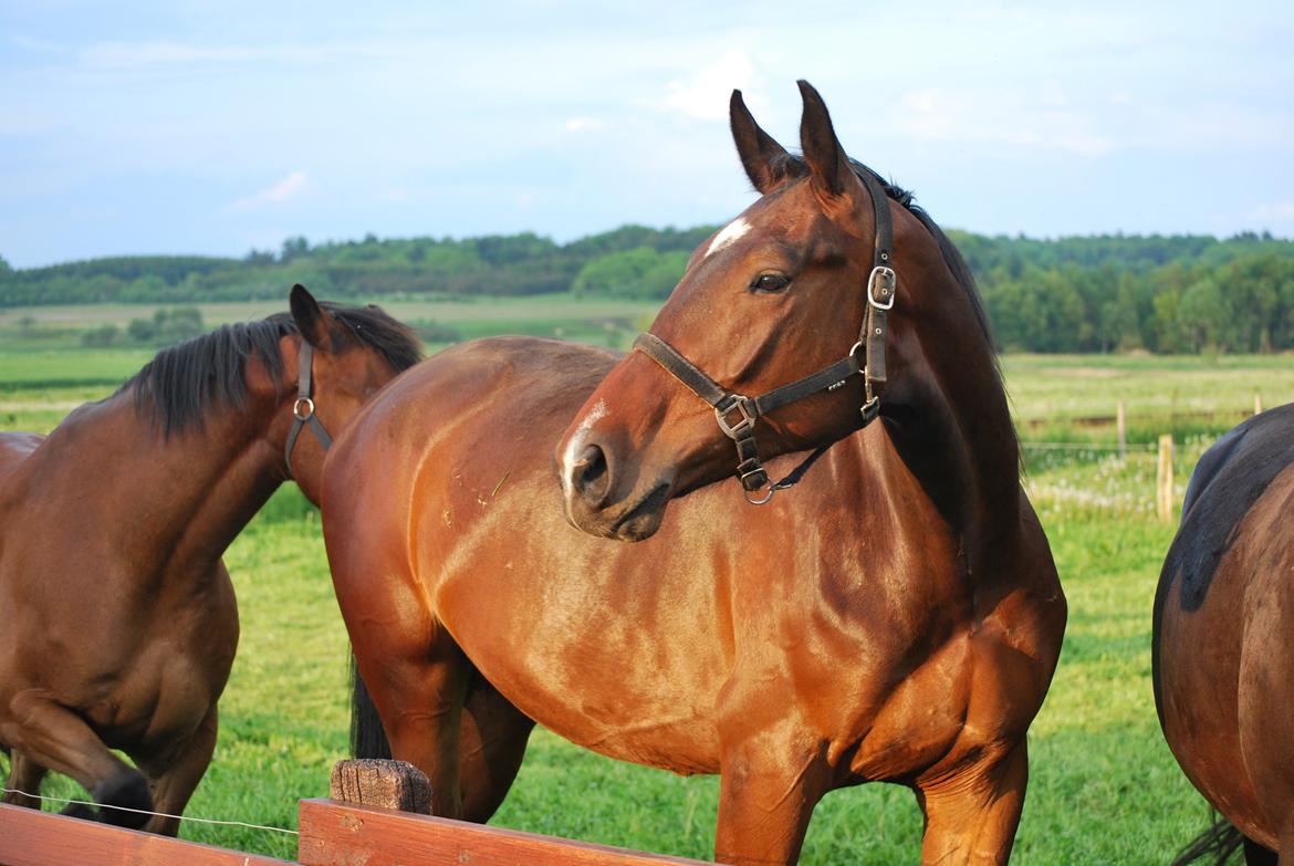 Anden særlig race Thilo Søndergaard - Maj 2014, Velkommen til Thilos galleri smid gerne en bedømmelse og evt. en kommentar :) billede 1
