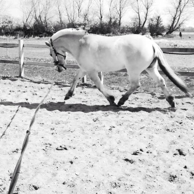 Fjordhest Halfdan <3 - 6). Drengen i longe <3 billede 5