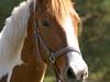Pinto Savannah Breeze [Tidl. hest]