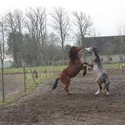 Welsh Mountain (sec A) Chopins Al Capone