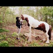 Tinker ziggi stardust