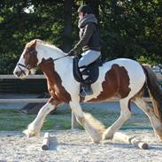 Tinker ziggi stardust