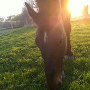 Oldenborg sabroes figaro