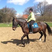 Oldenborg sabroes figaro