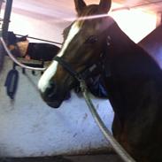 Anden særlig race Silke