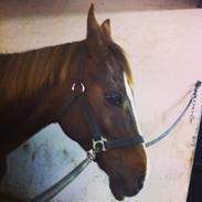 Anden særlig race Silke