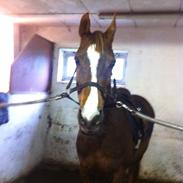 Anden særlig race Silke