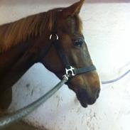 Anden særlig race Silke