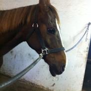 Anden særlig race Silke