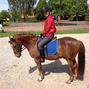 New Forest Monty af Bråskovgård