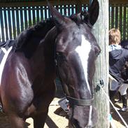 Irish Cob Crossbreed Freja