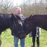 Irish Cob Crossbreed Freja