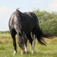 Welsh Cob (sec D) Dynamite Joy