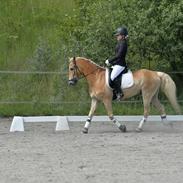 Haflinger Luca (guldponyen)