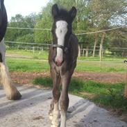 Irish Cob walk of life ( Liam )