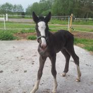 Irish Cob walk of life ( Liam )