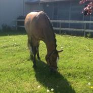 Anden særlig race Kasper - A-pony! <3