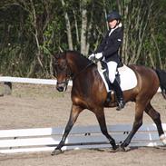 New Forest Gay Count Tarok