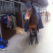 New Forest Gay Count Tarok