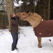 Anden særlig race Shamrocks Buller