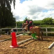 Anden særlig race Shamrocks Buller