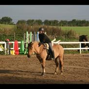 Anden særlig race Shamrocks Buller