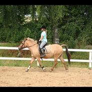 Anden særlig race Shamrocks Buller