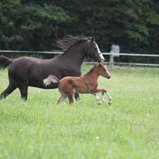 Welsh Pony (sec B) Bjerregårds Rabine