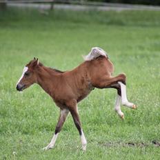 Welsh Pony (sec B) Bjerregårds Rabine